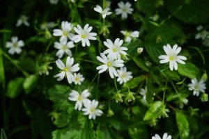 ハコベ,ハコベラ,植物,緑,野草,七草